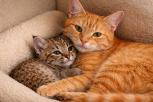 Gentle orange foster cat acting as a surrogate mother to a young wild kitten.