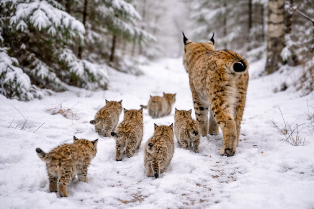 Lynx mother leading her kittens back into the snowy forest.