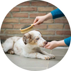 Awww Cute Cats – Read & Purr.