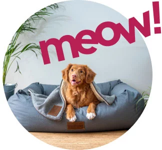 Awww Cute Cats – Read & Purr.