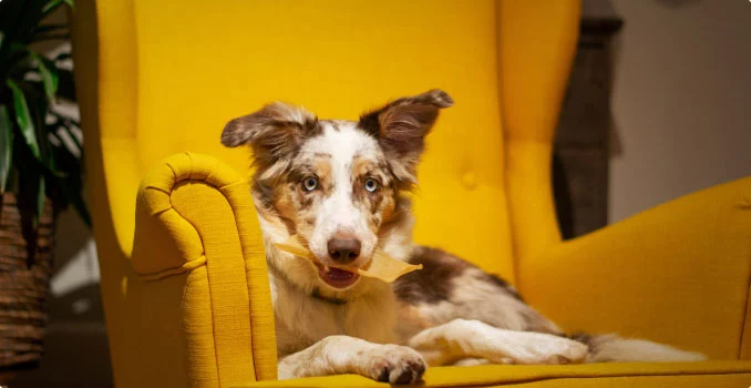 Awww Cute Cats – Read & Purr.