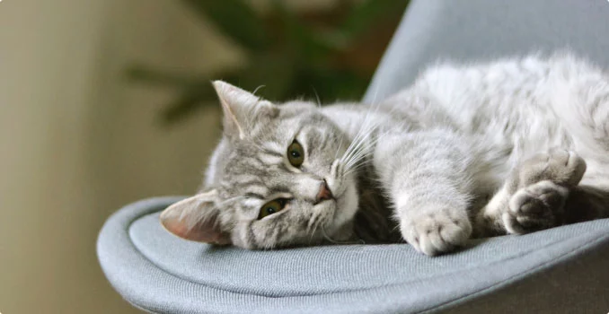 Awww Cute Cats – Read & Purr.