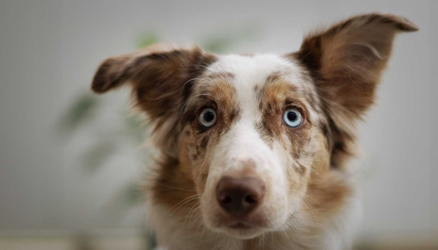 Awww Cute Cats – Read & Purr.