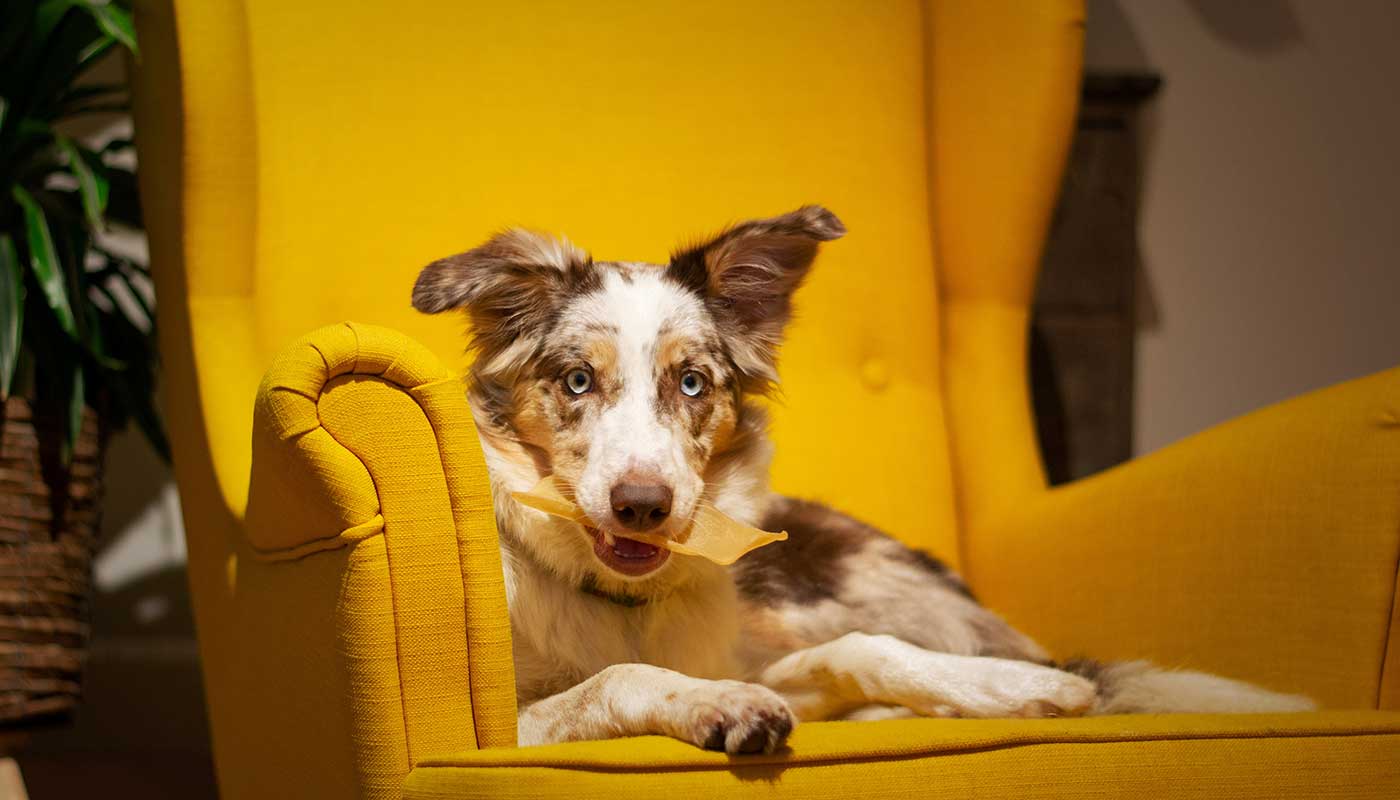 Awww Cute Cats – Read & Purr.