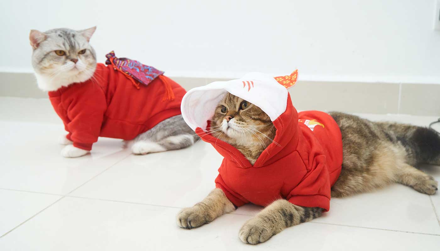 Awww Cute Cats – Read & Purr.